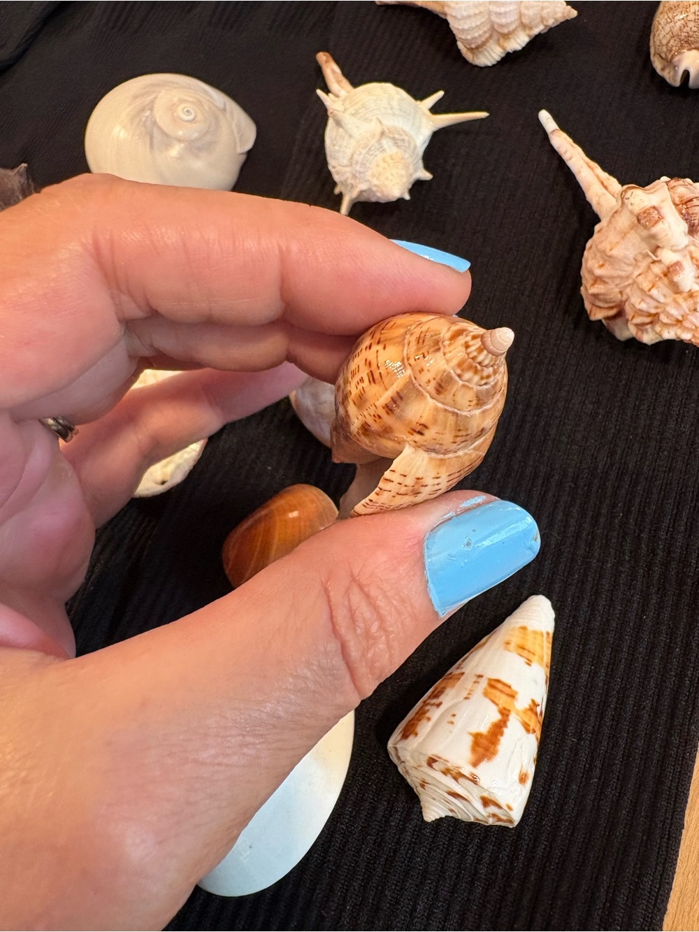 SEASHELLS ~ 🐚 Natural Seashell Collection Lot Set Real Shells! - Picture 7 of 16